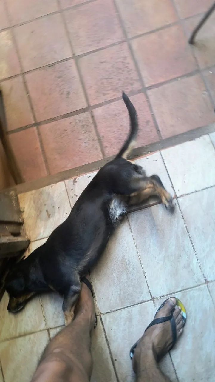Adoção  - Foto 3