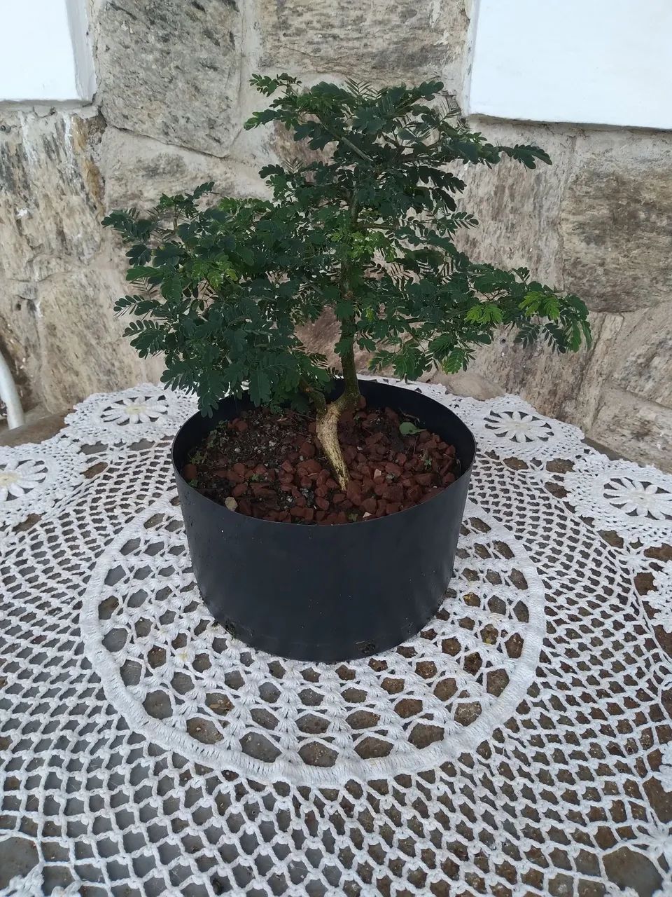 Pre Bonsai Pithecolombium - Foto 5