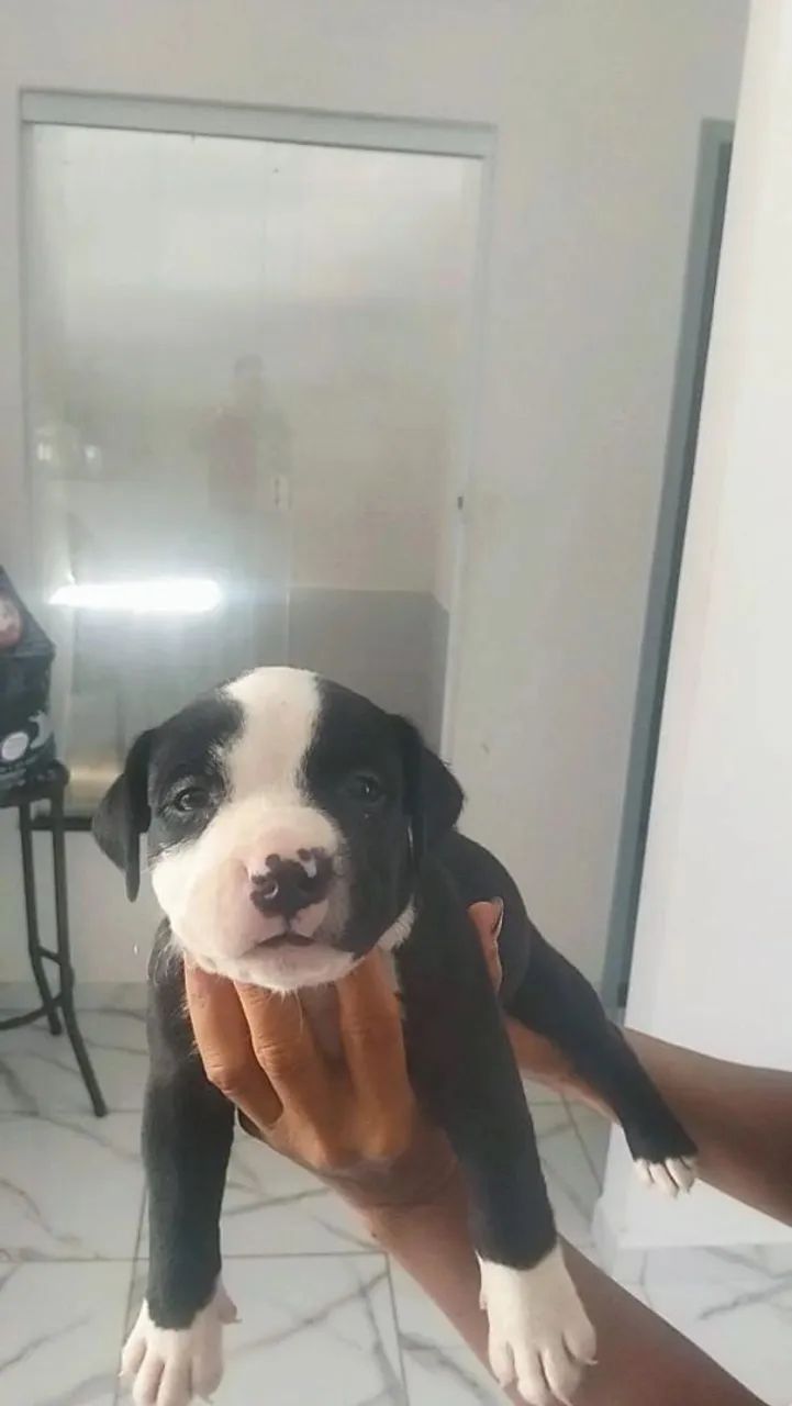 Filhotes de pitbull  - Foto 4