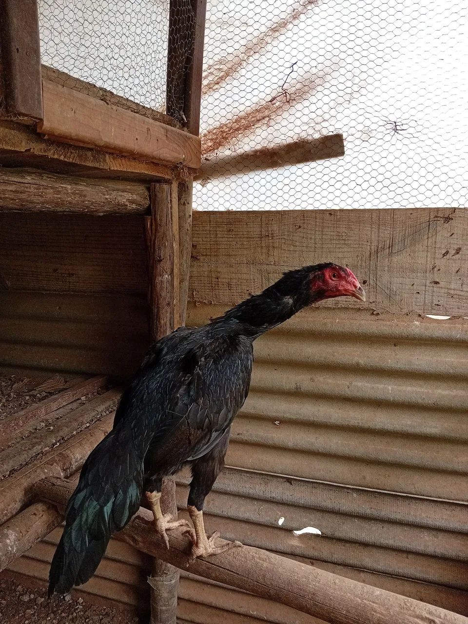 Galinha - Foto 3