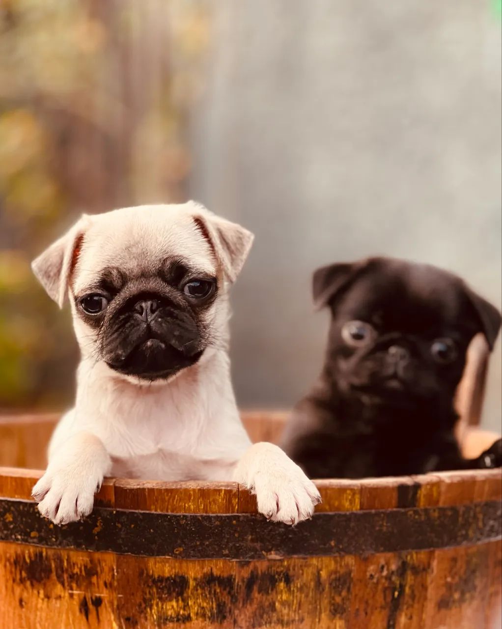 Filhotes de pug  - Foto 3