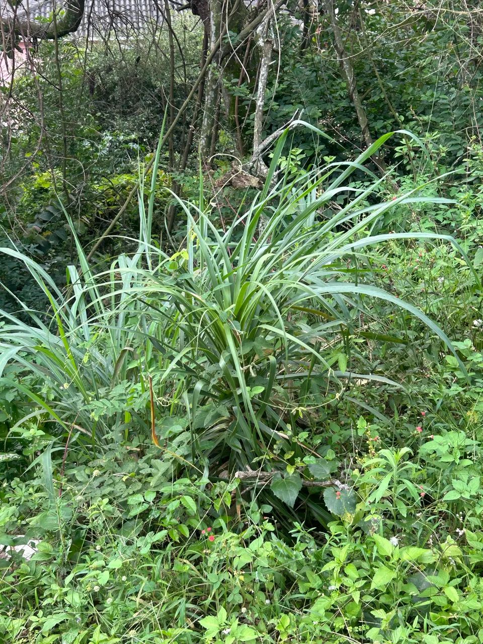 Planta Pata de elefante  - Foto 5