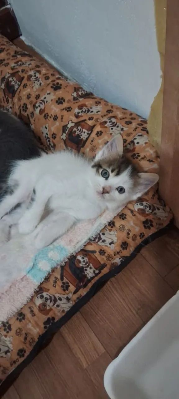Gato macho - Foto 2