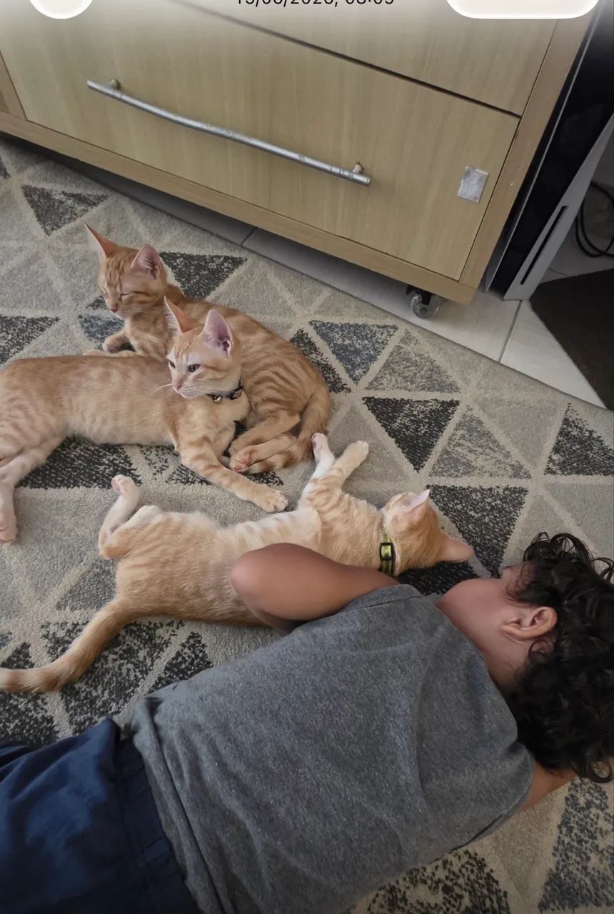 Doação de gato