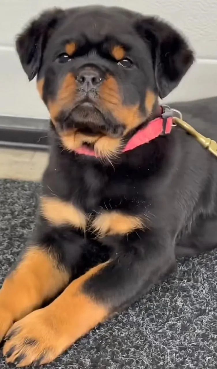 FILHOTES DE ROTTWEILER - Foto 5