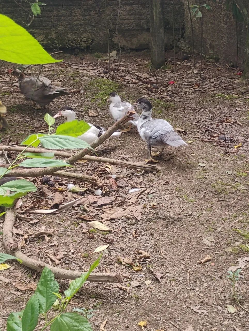 Vendo patos adultos e filhotes  - Foto 4