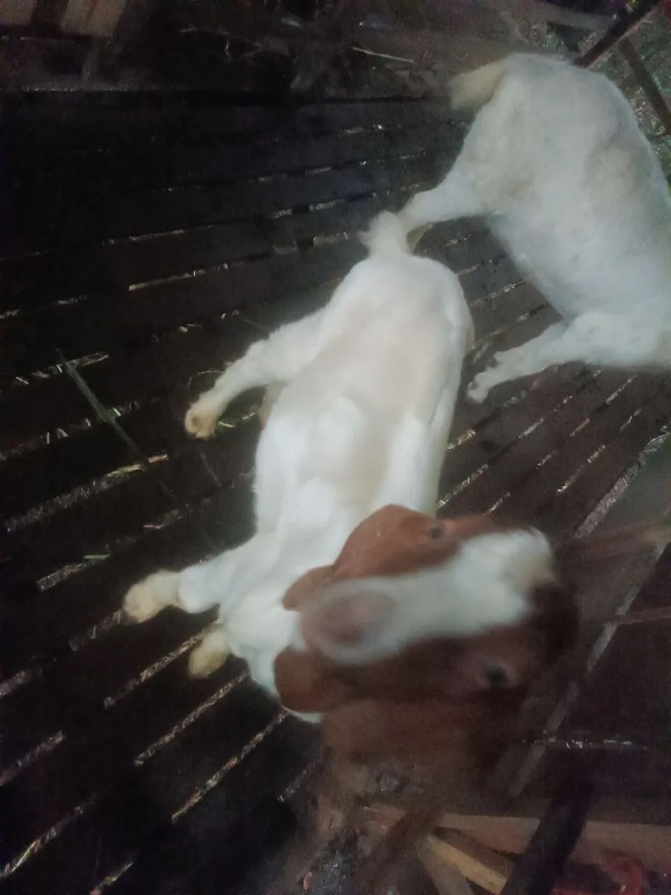 Cabra e bode ? - Foto 4