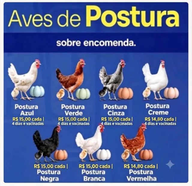Pintinhos caipira sobre encomenda  - Foto 5