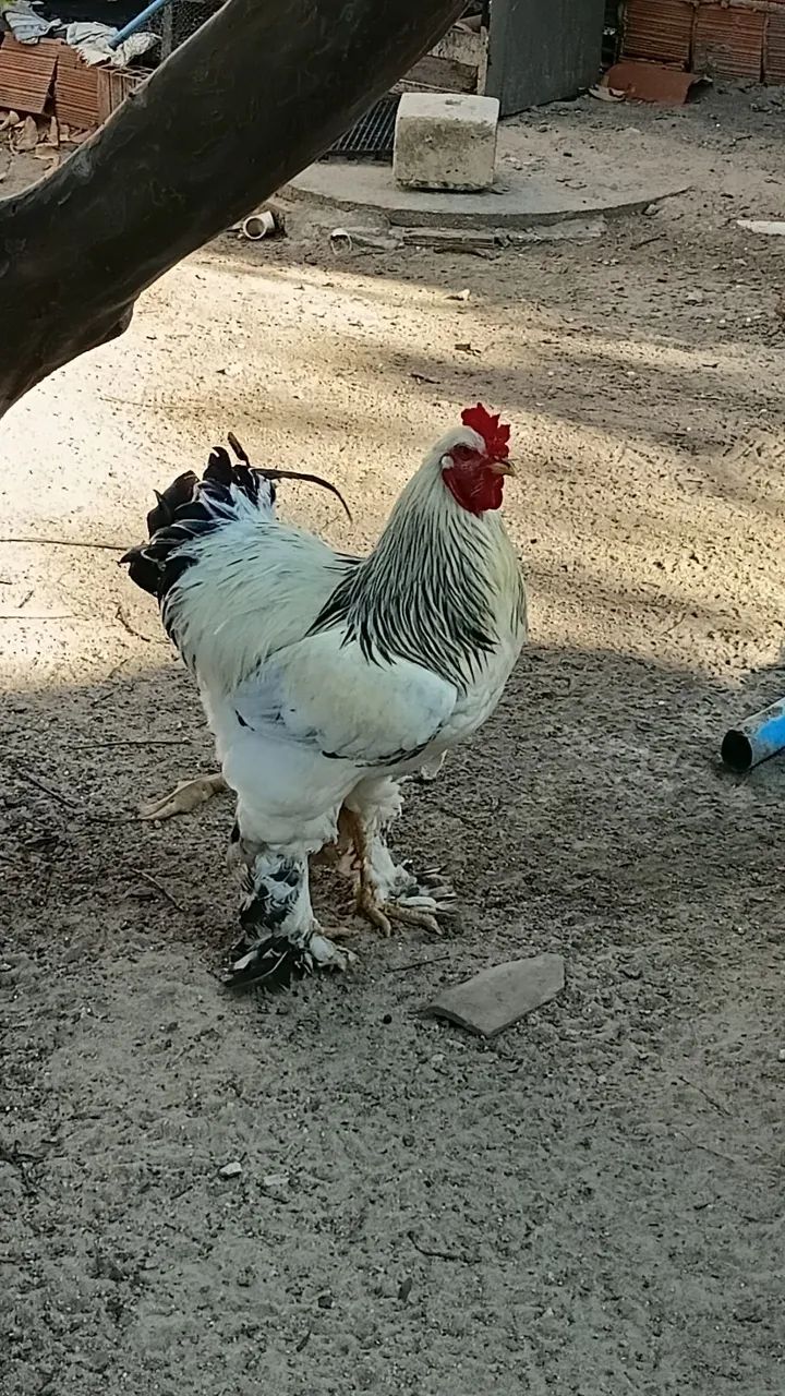 Galos brahma  - Foto 2