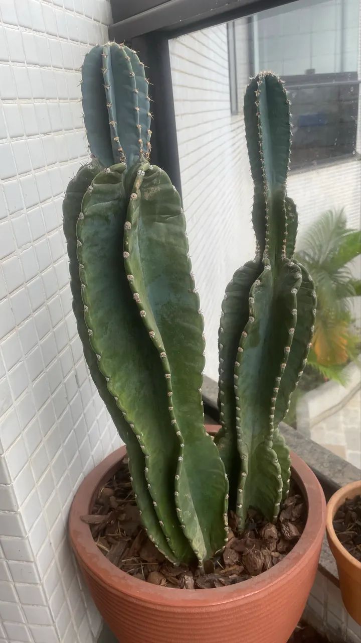Cactus  - Foto 2