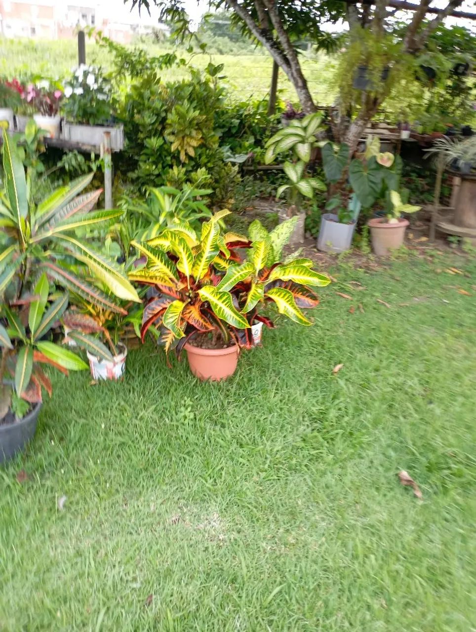 Vendo Planta - Croton e outros - Foto 2