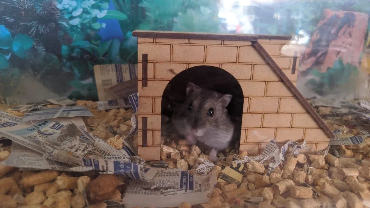 Hamster  - Foto 3