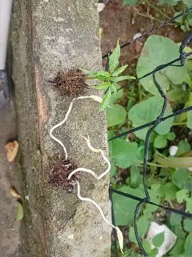 Mudas de Cajá  ? - Foto 3