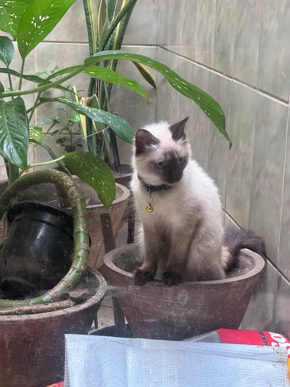 Animais
