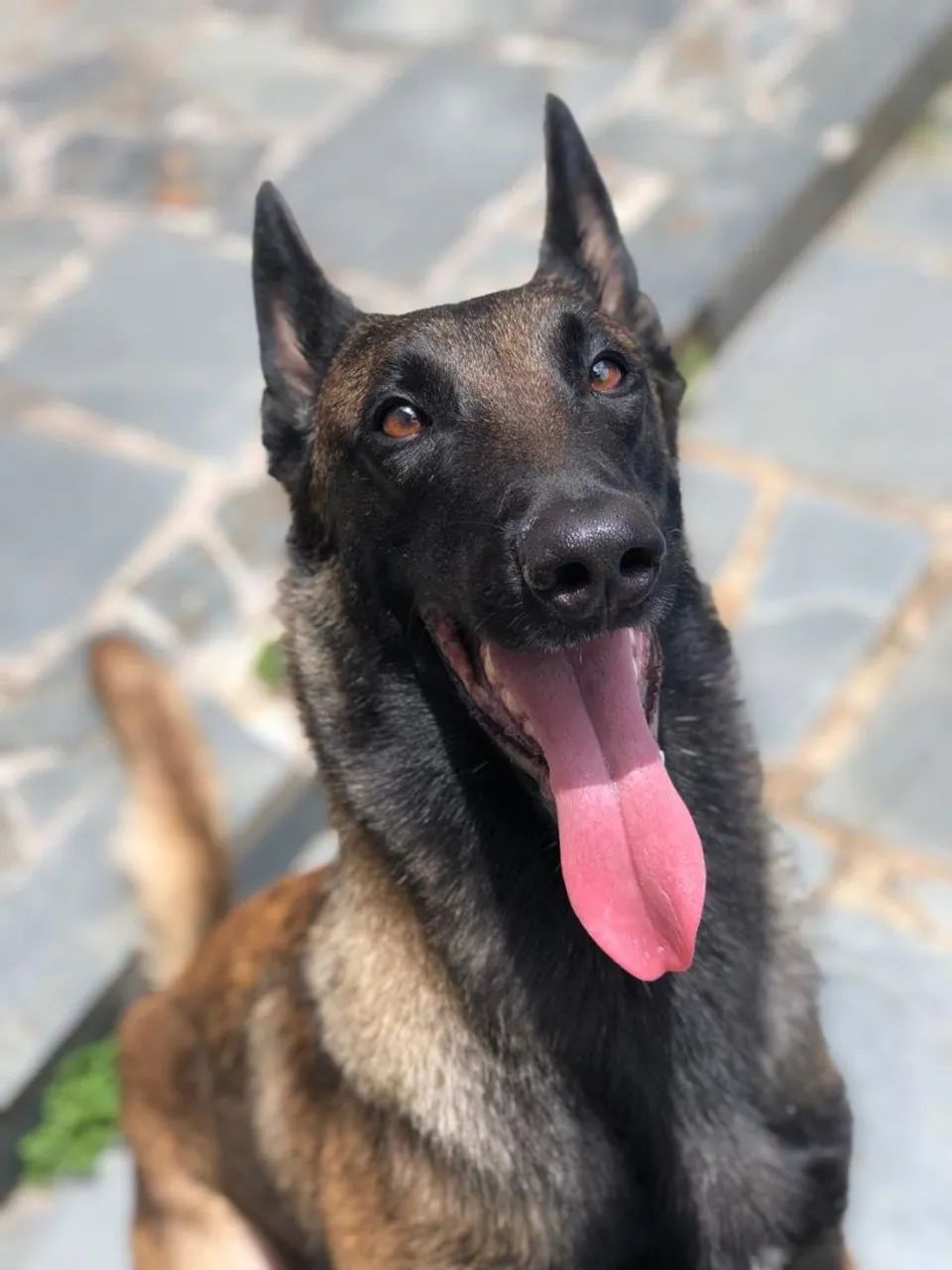 Pastor Belga Malinois - Ninhada TOP - Foto 3
