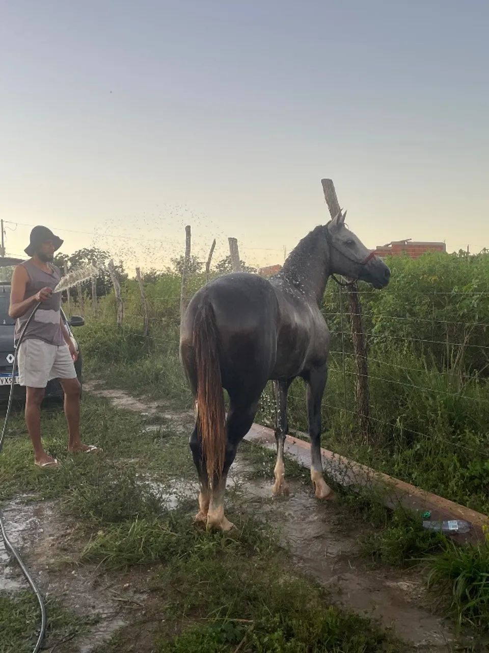 Égua a venda 
