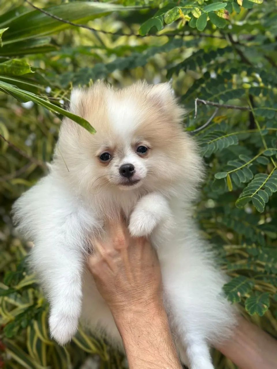 Spitz a partir de 2.500,00 - Foto 4