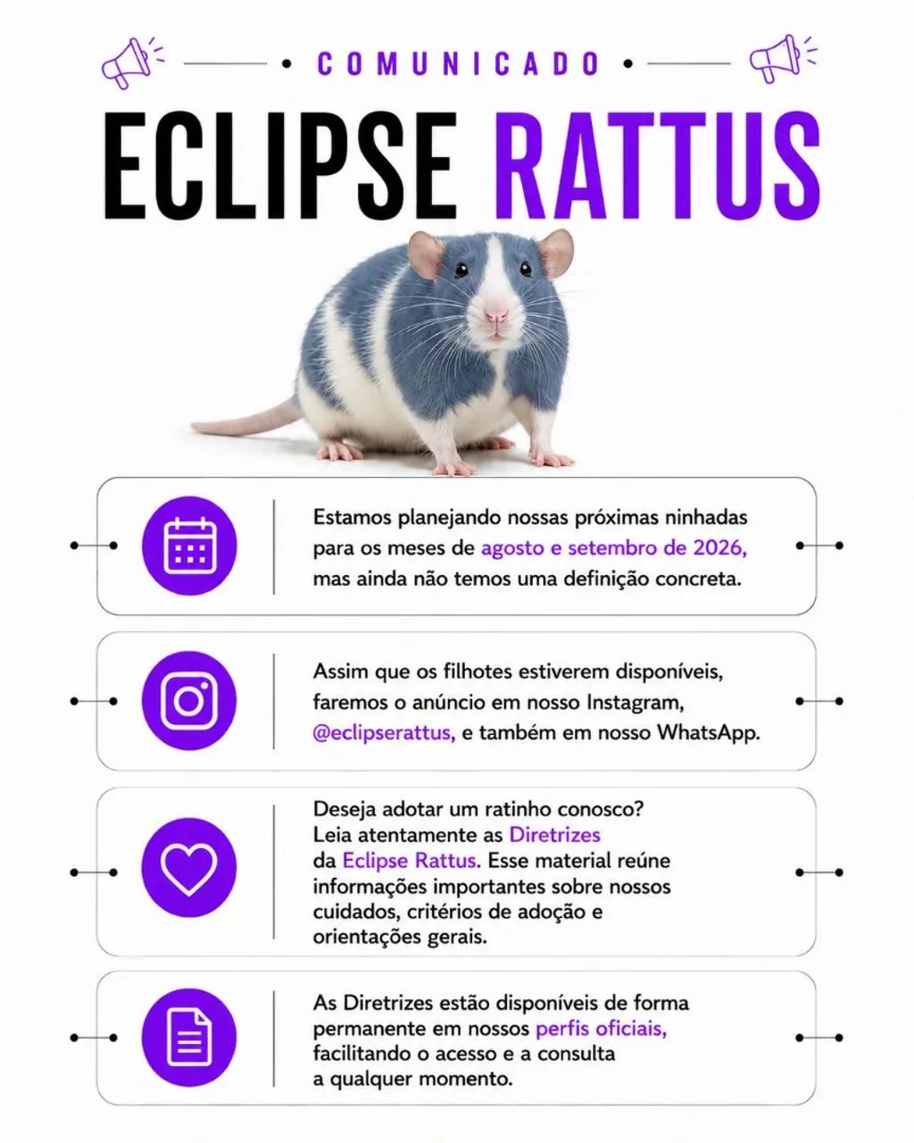 Filhotes de Rato Twister (Fancy Rat) 2026 | Reservas em Breve
