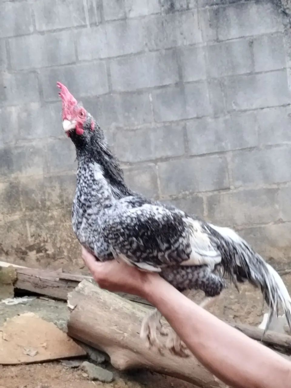 Vendo galo bode índio - Foto 4
