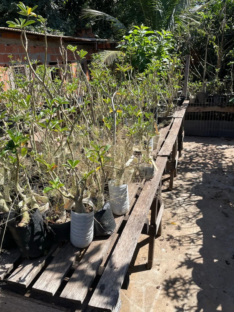 Oportunidade ! Mais de 400 plantas.  - Foto 4