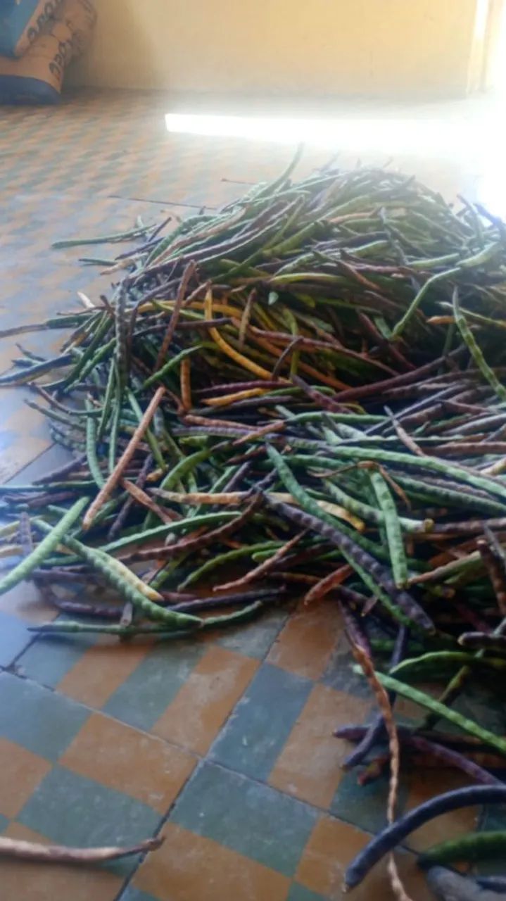 Feijao verde na bage