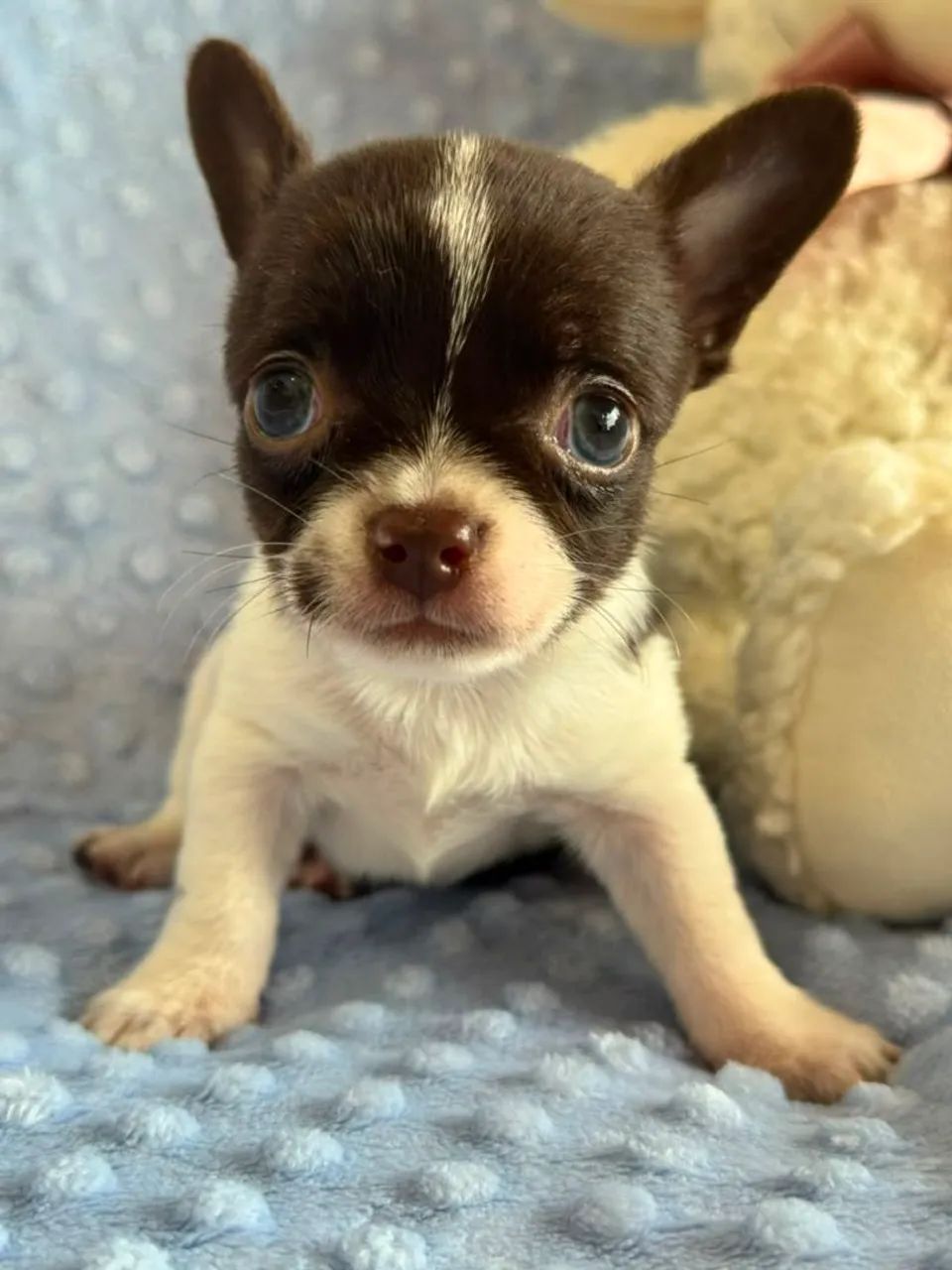 Chihuahua macho bicolor. Pelagem curta fofo e pequeno!