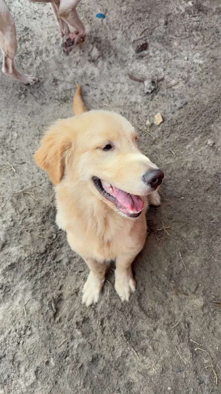 Golden retriever  - Foto 5