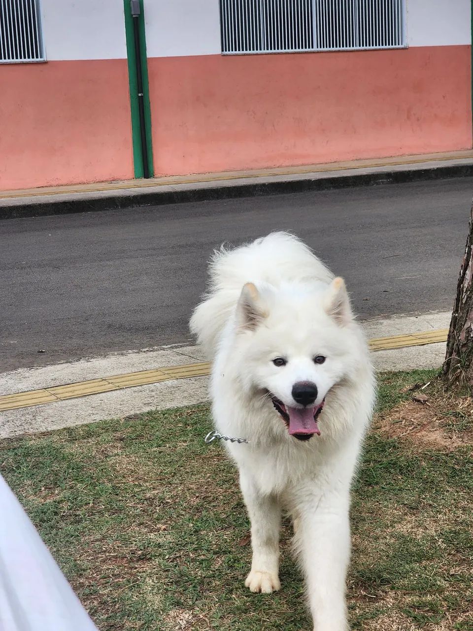 Cachorro - Foto 3