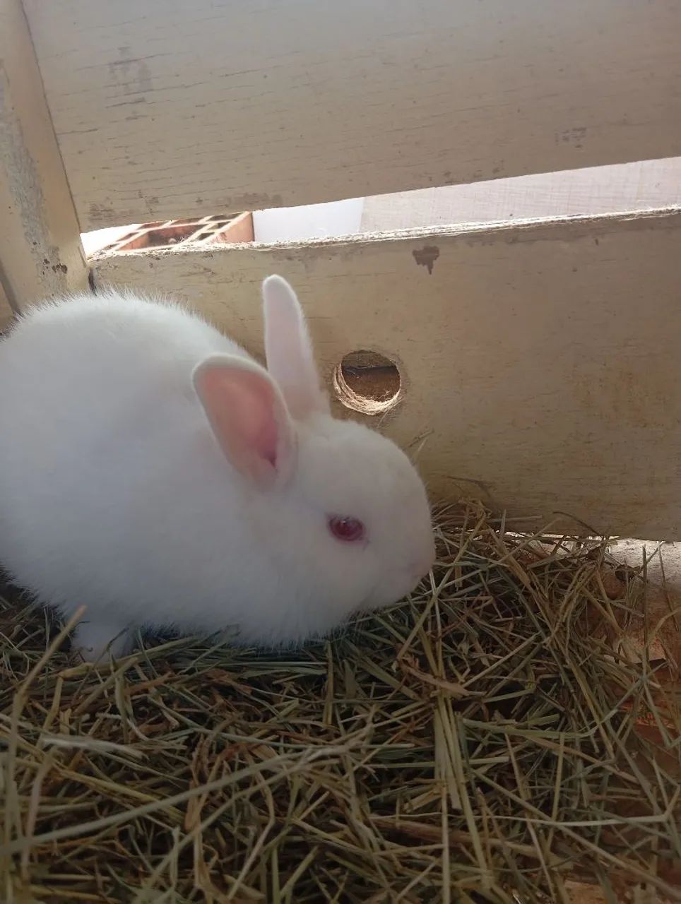 Doação de coelhos. - Foto 4