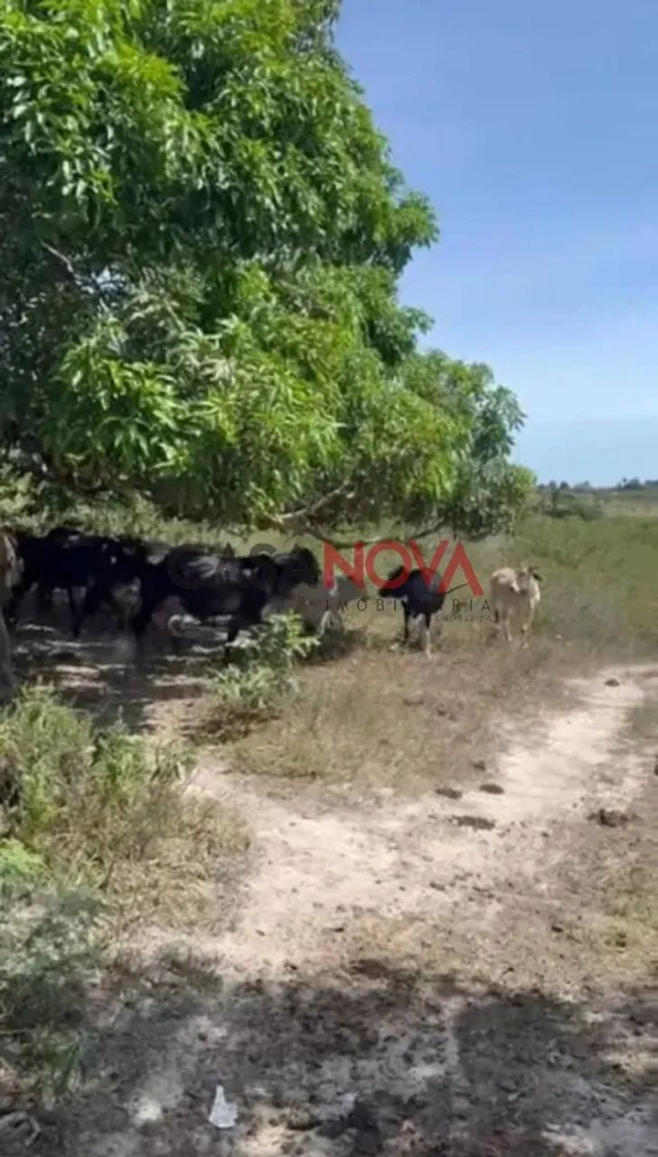 Fazenda com 170 tarefas em Riachão do Dantas - Foto 3