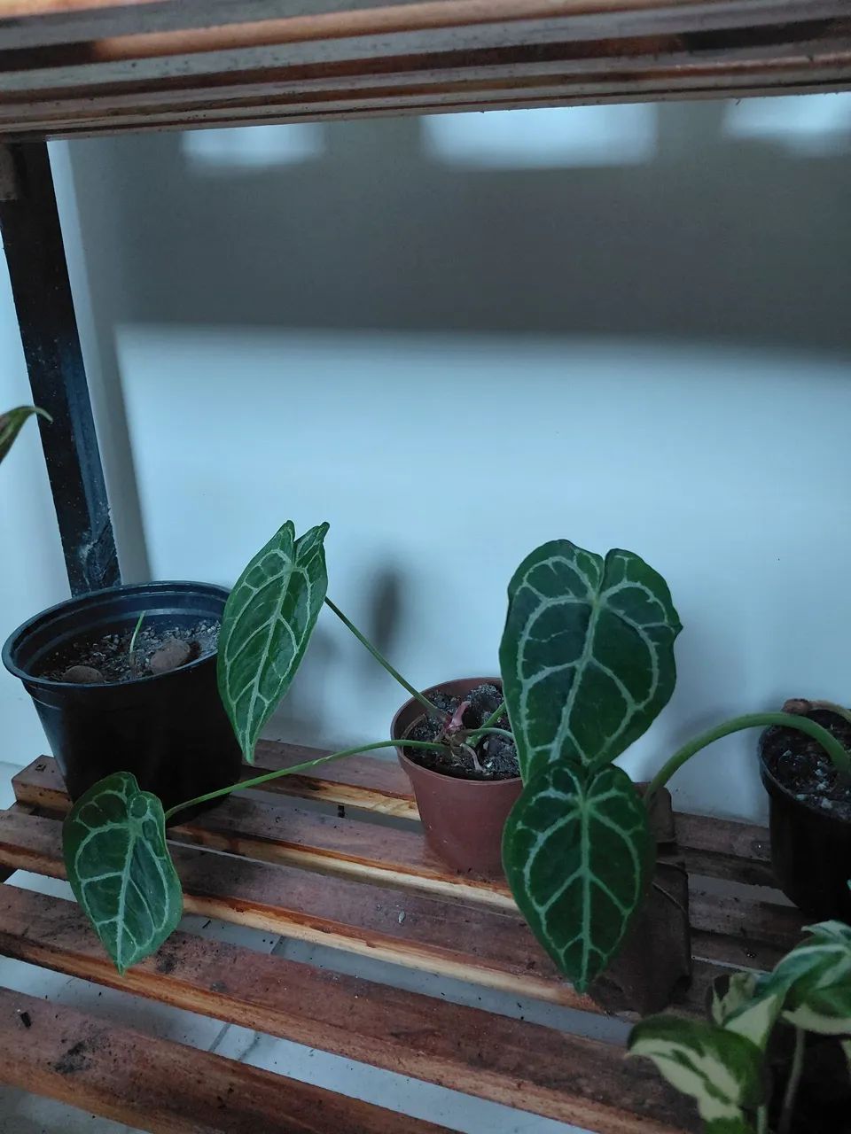 Plantas - Foto 2