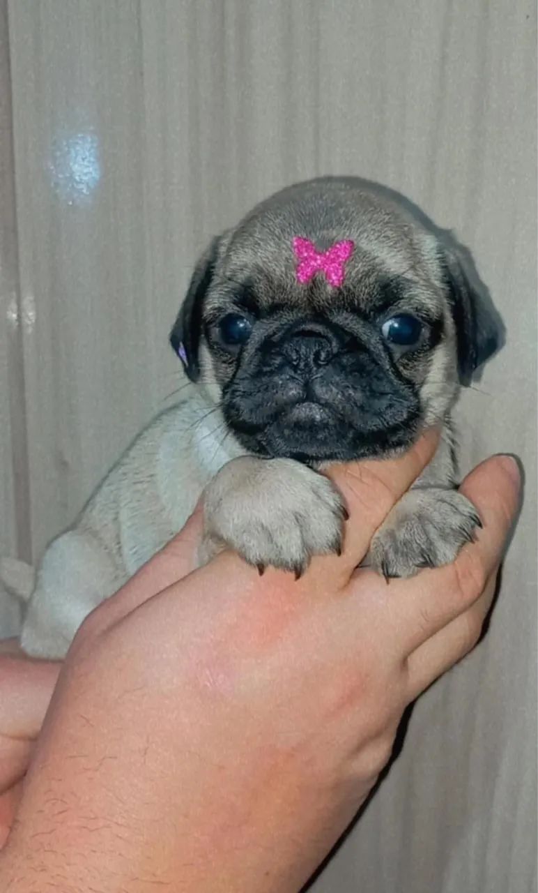 Pug Abricot 