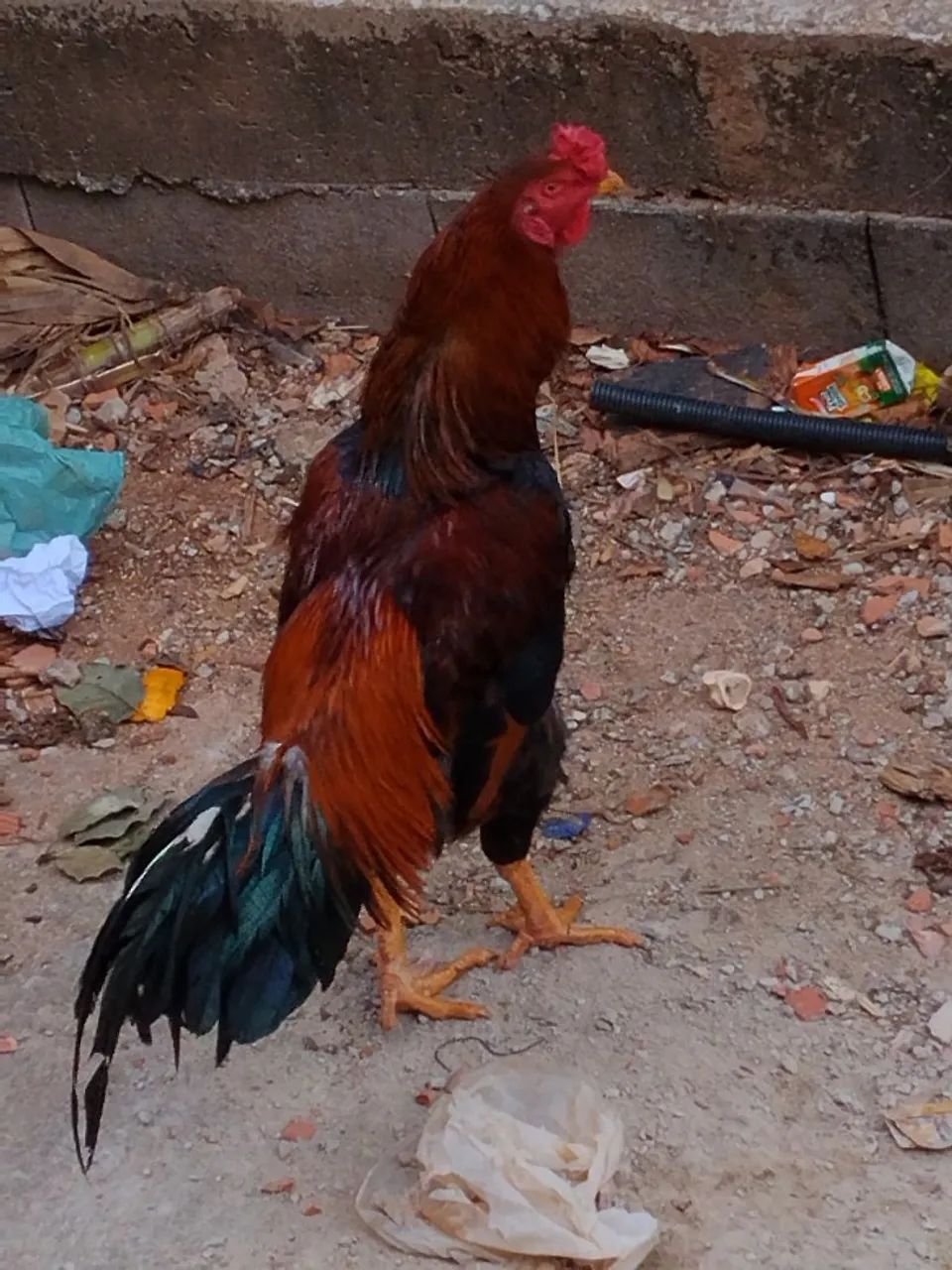 Galo caipira - Foto 2