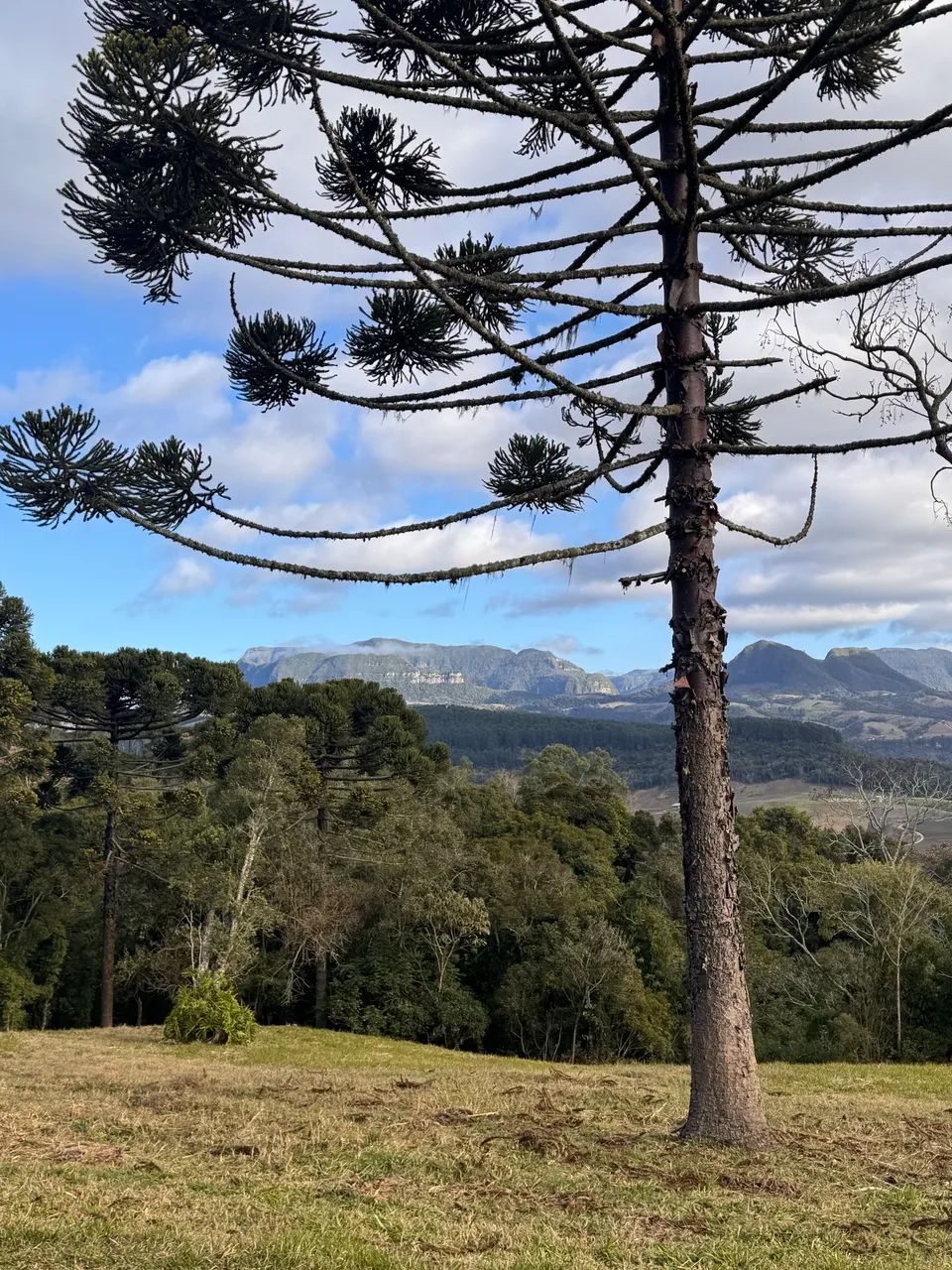 Sítio 2 Hectares em Alfredo Wagner SC - Foto 3