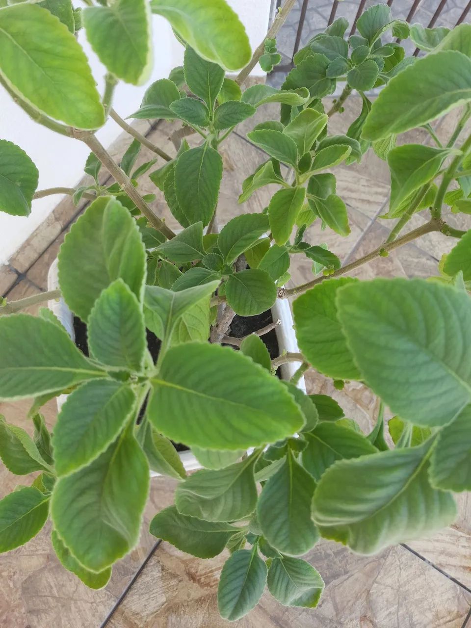 Vaso de Plantas - Foto 3