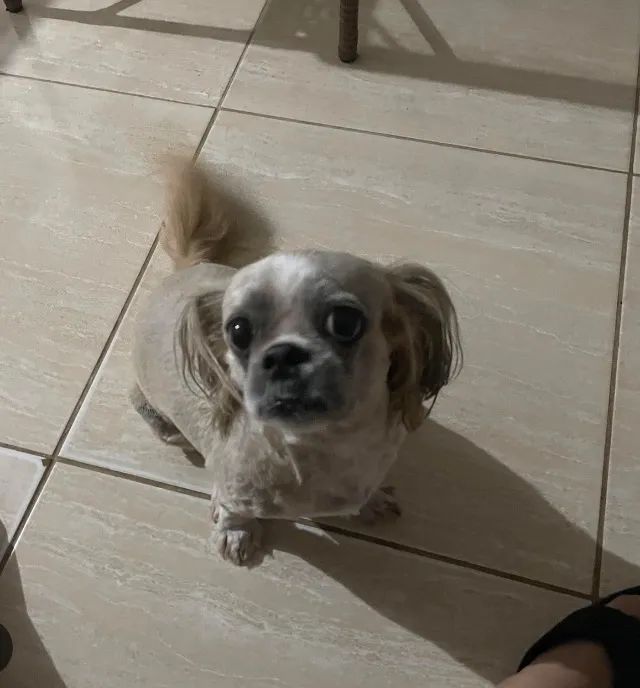 Cachorro