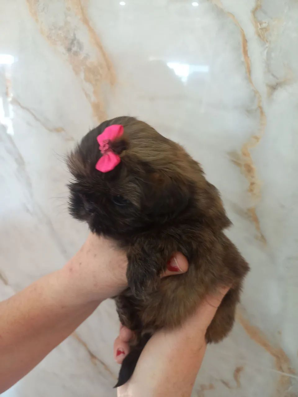 Mini shih tzu  - Foto 5