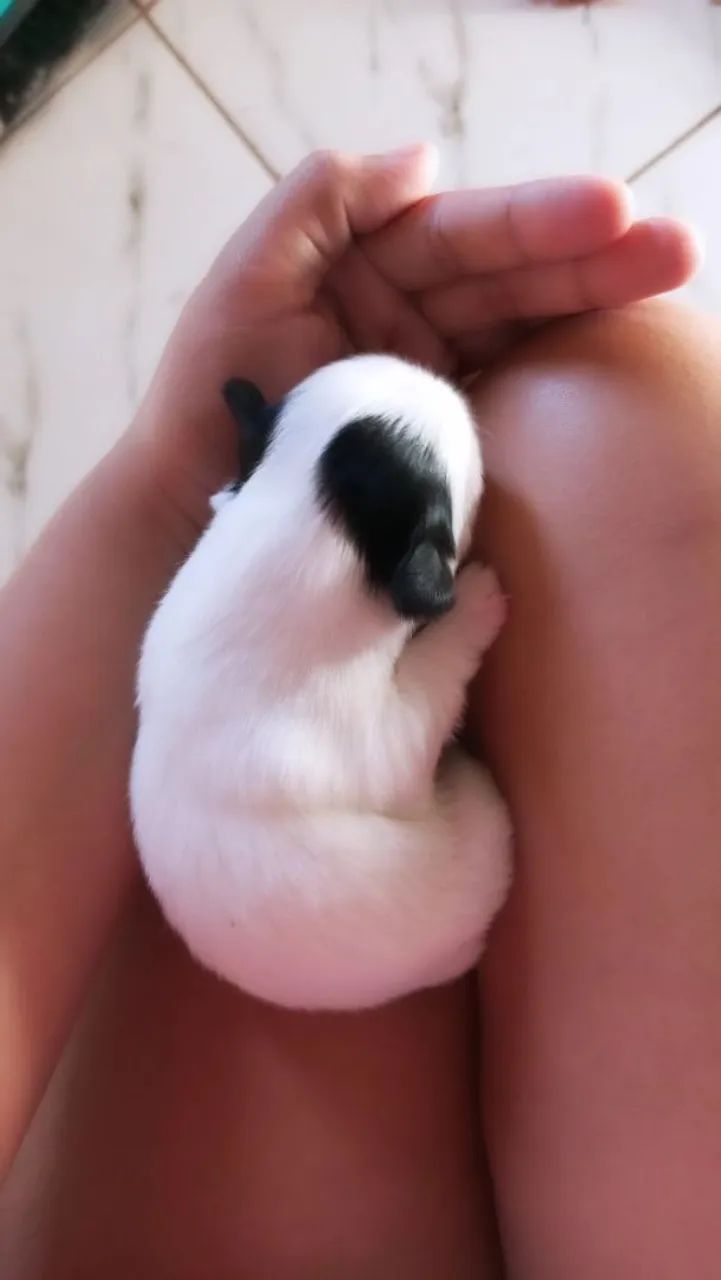 Fofinhos cachorrinhos - Foto 4