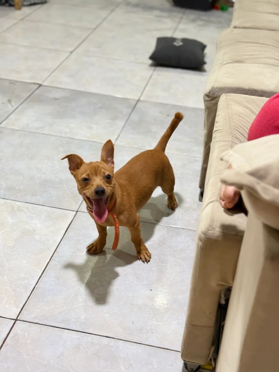 Cachorro - Foto 4