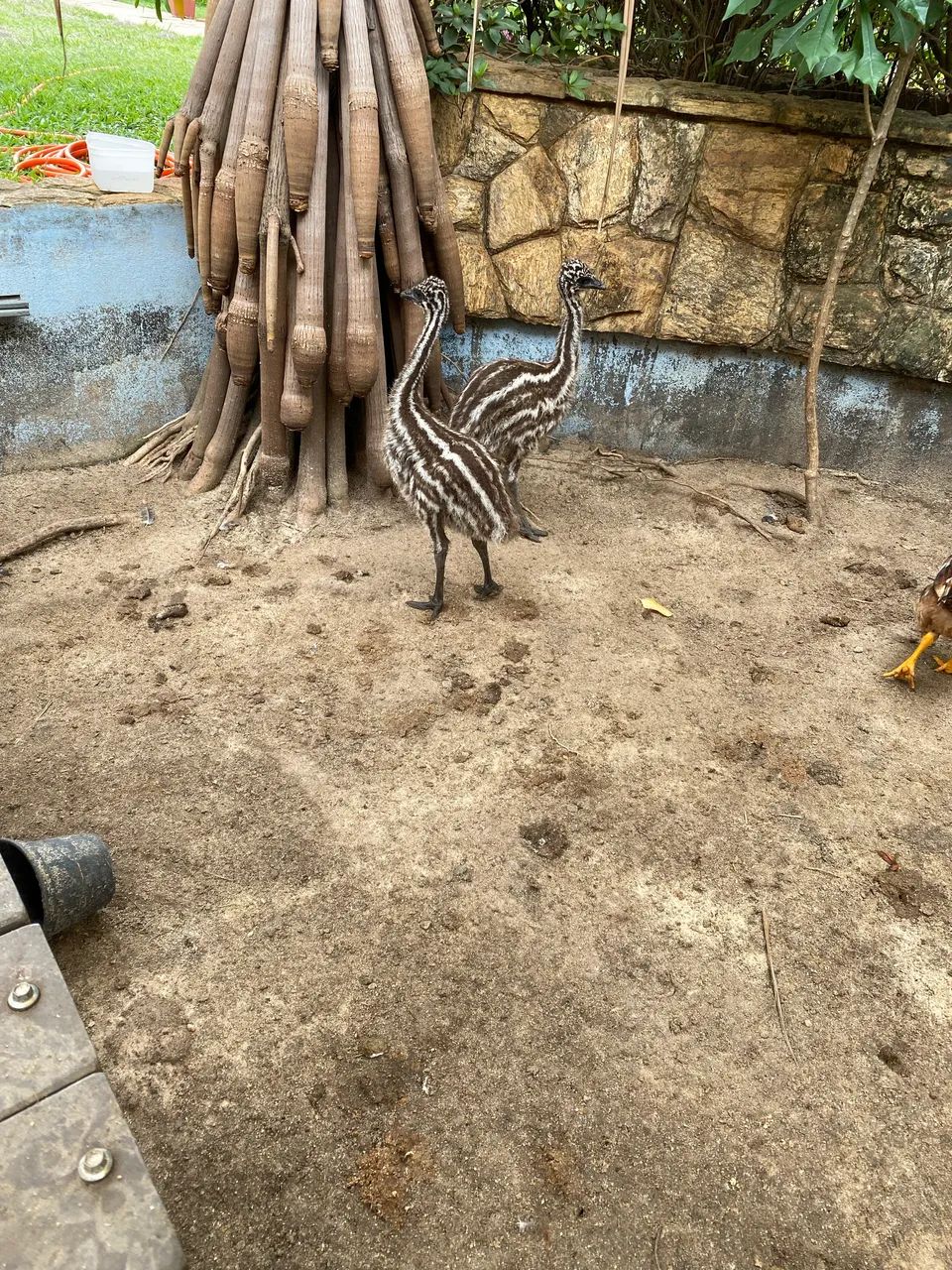 Pet - Foto 5