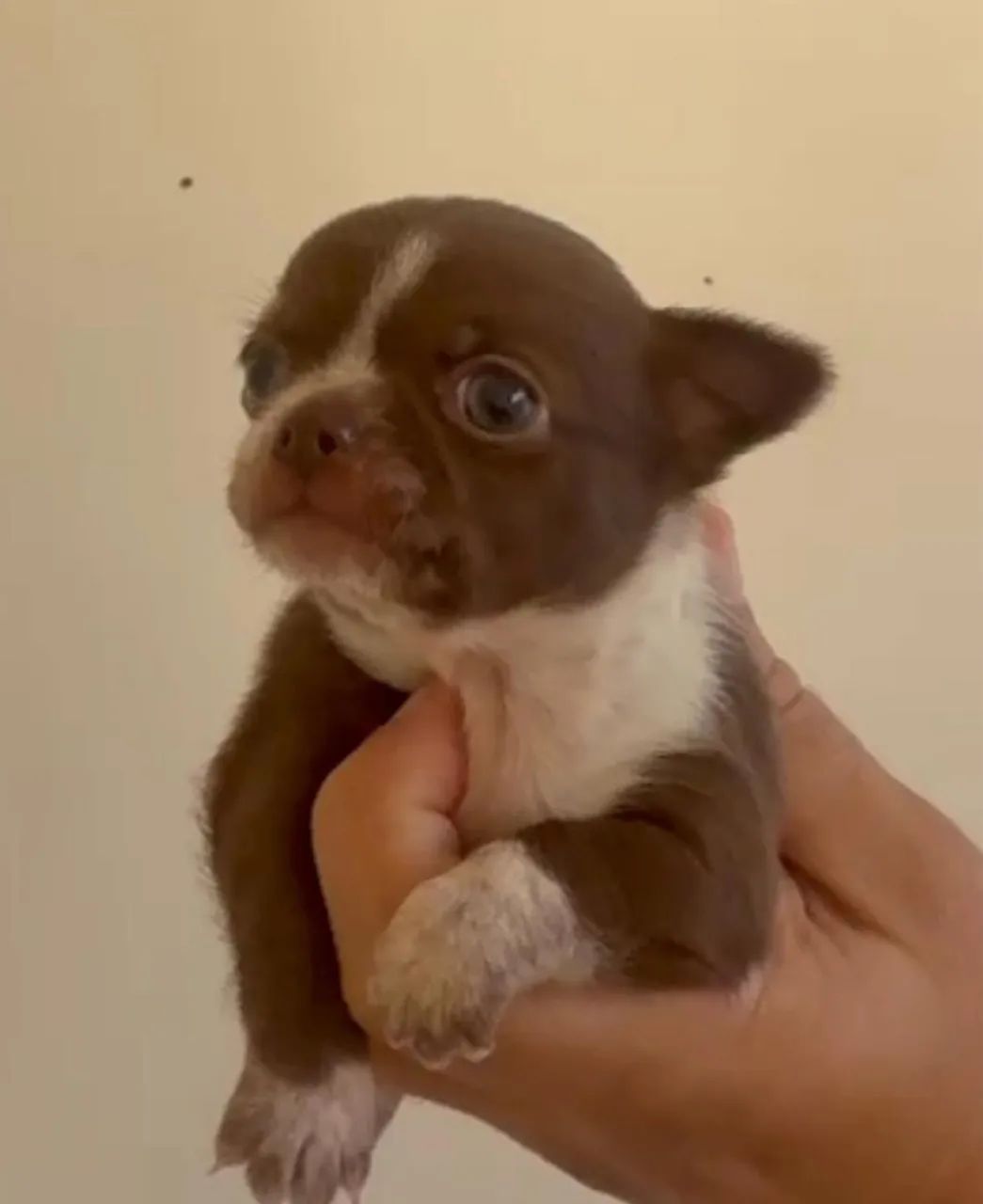 Chihuahua puro 