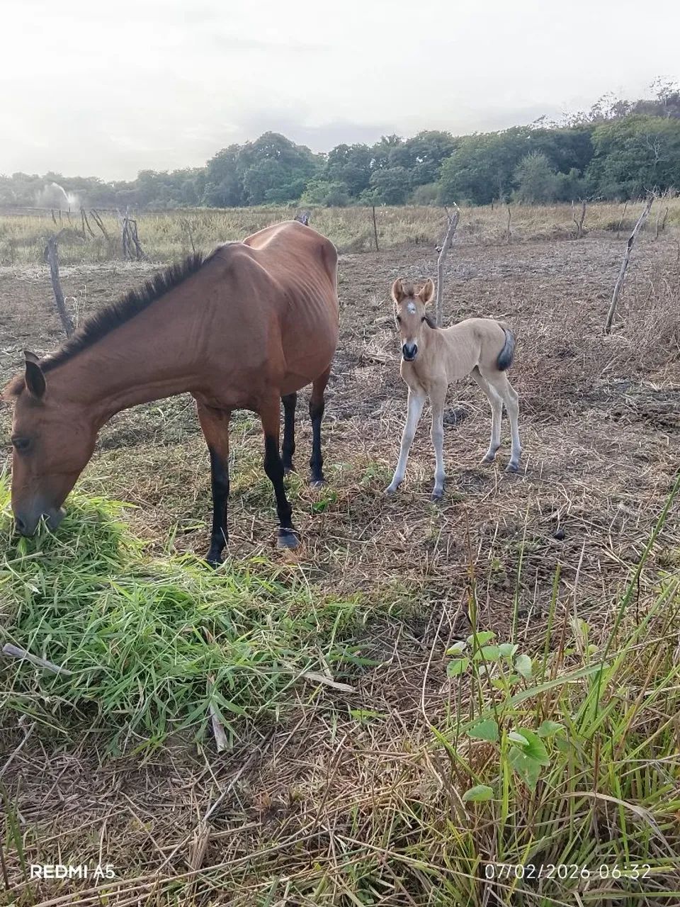 Égua parida de macho