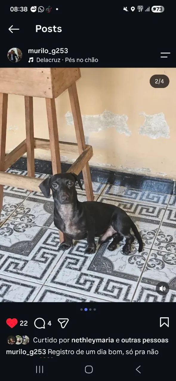 Salsicha  - Foto 3