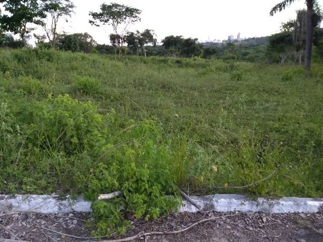 Terreno 12x30m (300m2) plano em rua calçada  - Foto 4