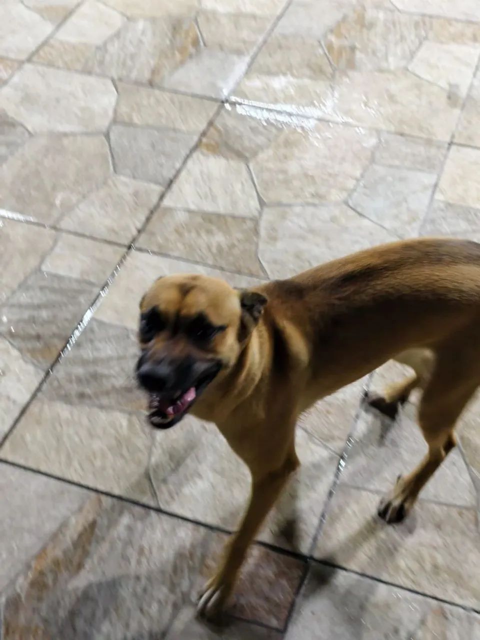 Cachorro para adoção: Kiara - Foto 3