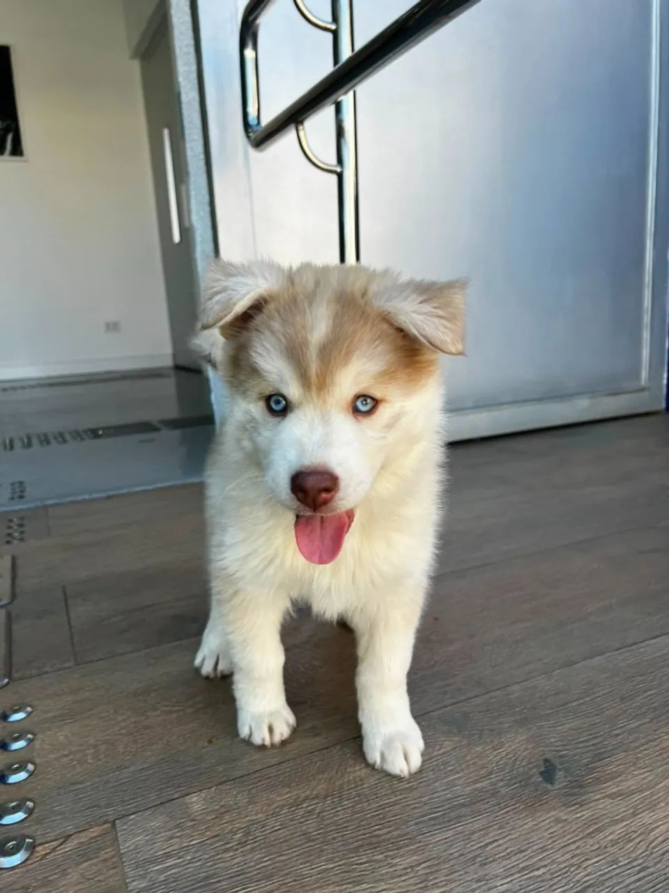 HUSKY SIBERIANO MACHO - Foto 5
