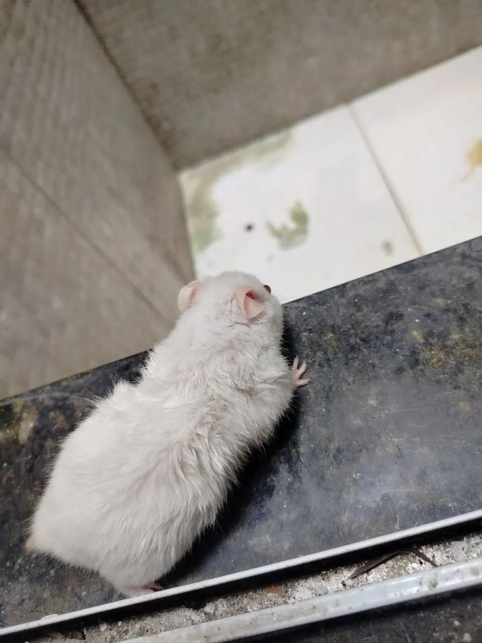 Hamster sírio - Foto 4