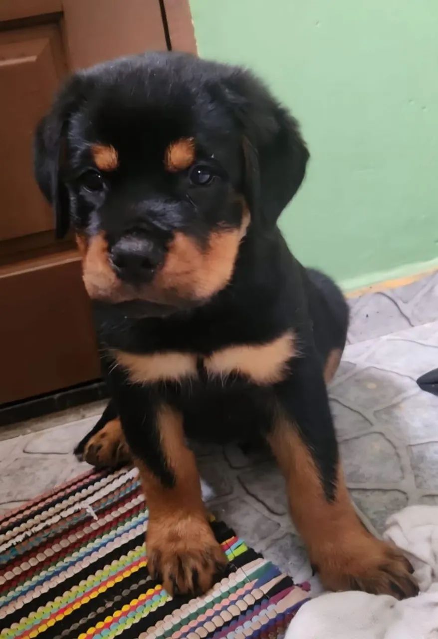 Rottweiller oportunidade  - Foto 3