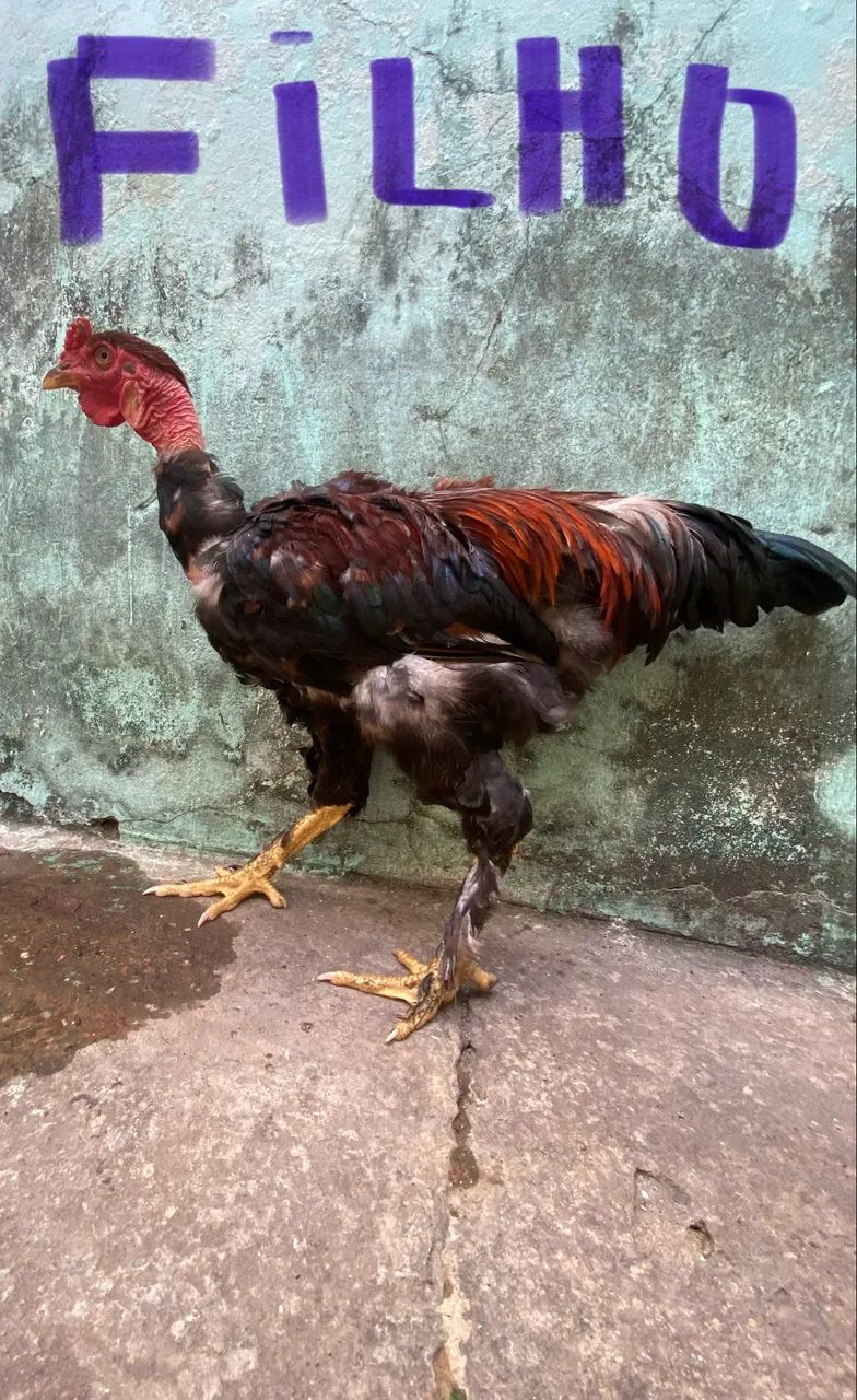 Frango mestiço de Brahma com caipira