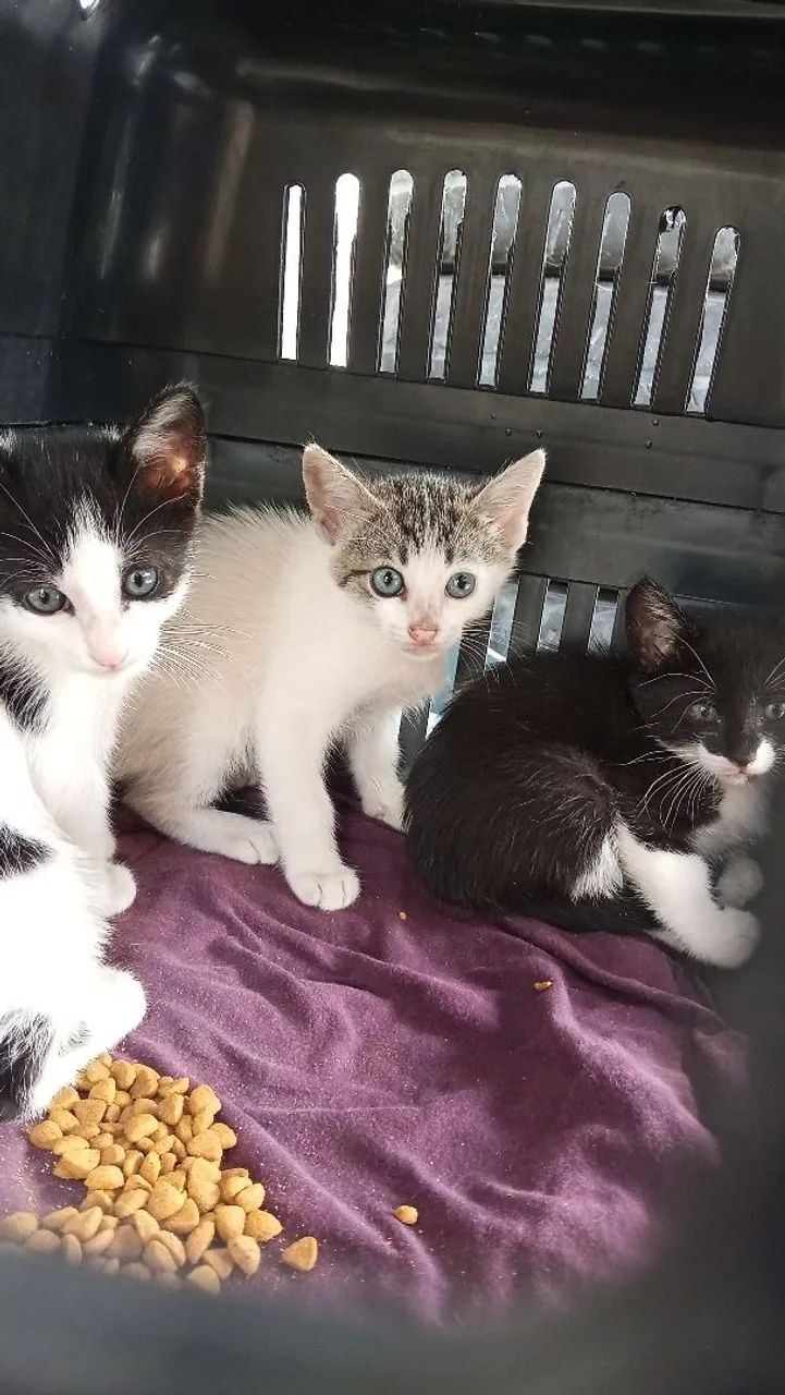 Gatinhos para adoção 